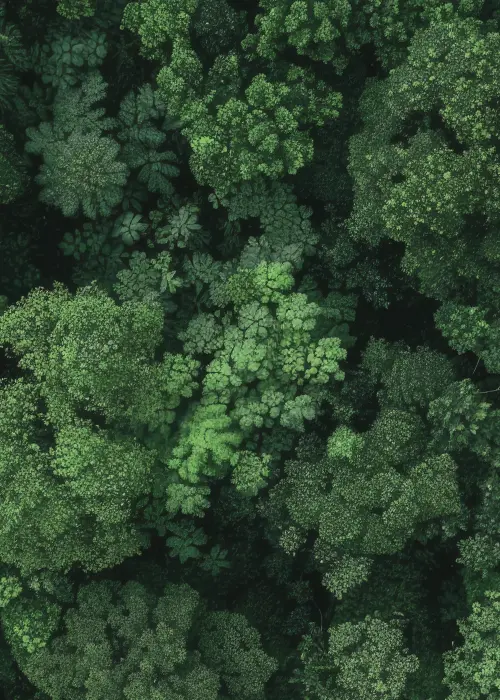 Blick aus einem Wald